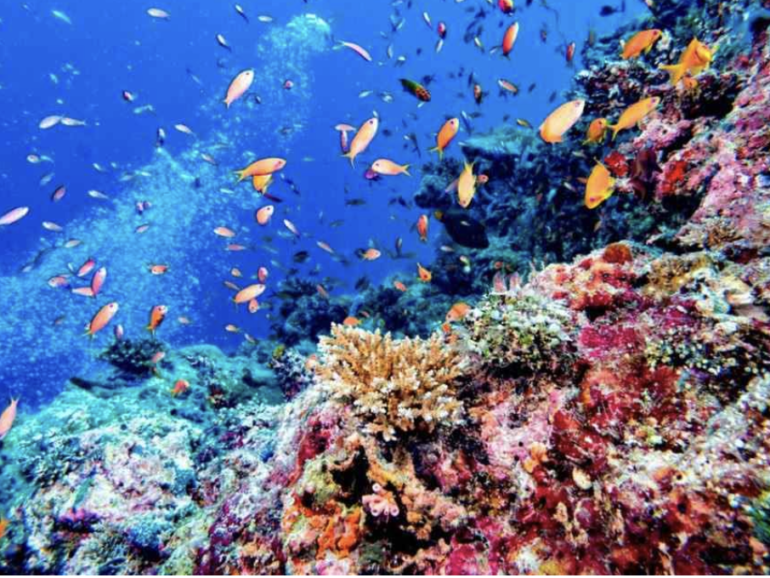 Maldivas — Playas turquesa, buceo y bienestar tropical 🐠🌴